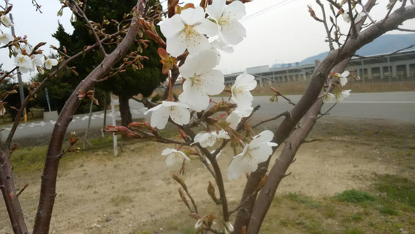 桜.jpg