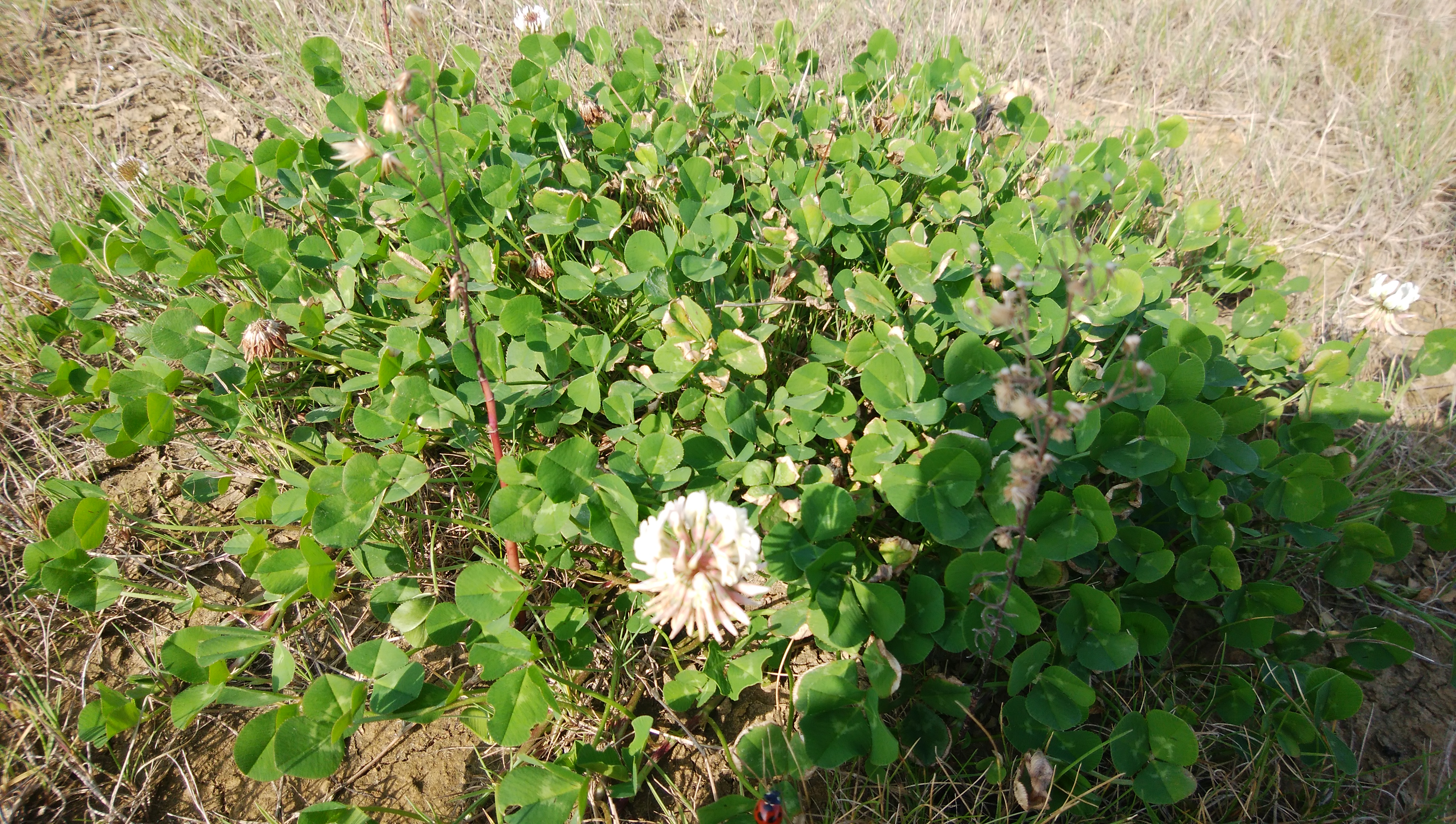 hibiki201711174.jpg